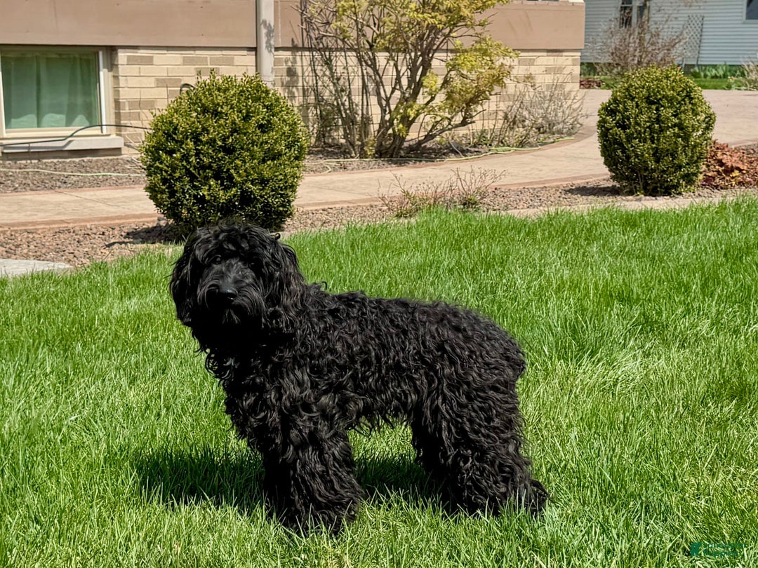 Cockapoo dogs for sale: Brent - Image 2