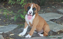 Boxer dogs for sale: Samson - Image 3
