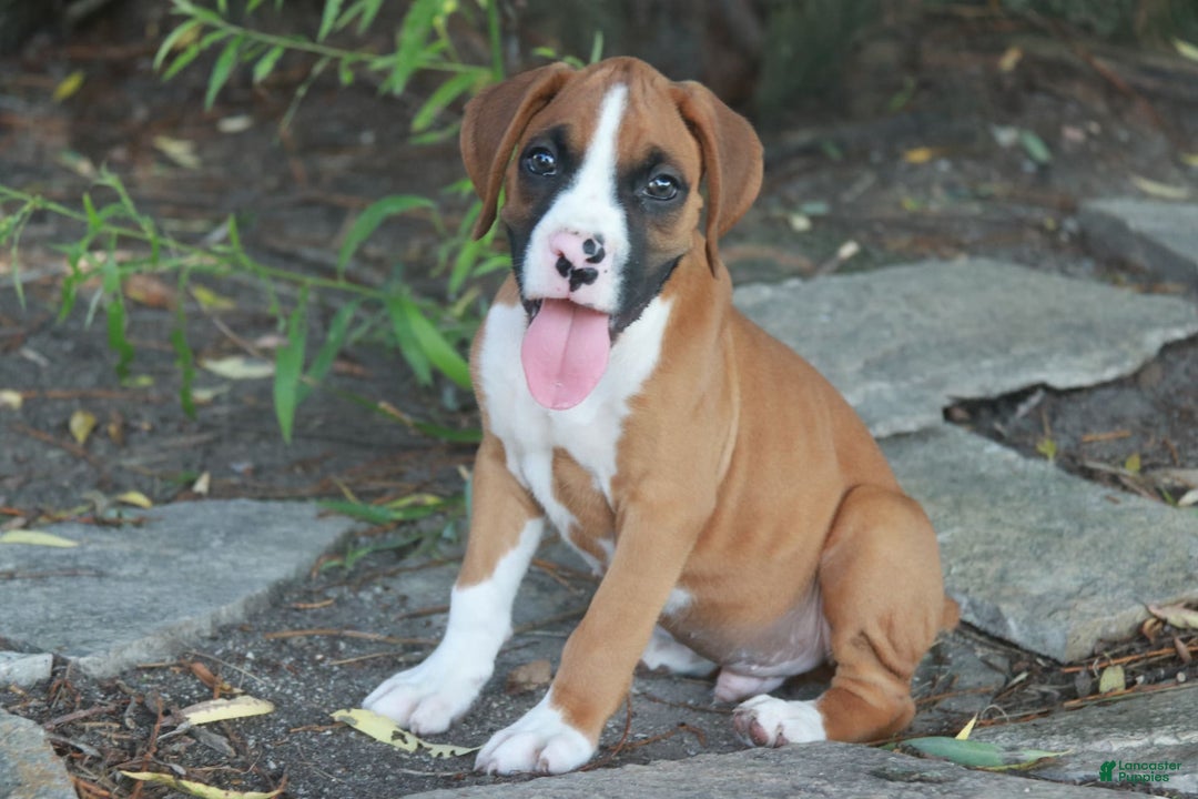 Boxer dogs for sale: Samson - Image 3
