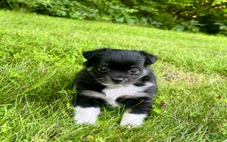 Chihuahua dogs for sale: Lydia - Image 9