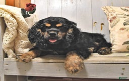 Cocker Spaniel dogs for sale: Banjo - Image 20