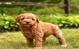 Mini Goldendoodle dogs for sale: Rita - Image 5