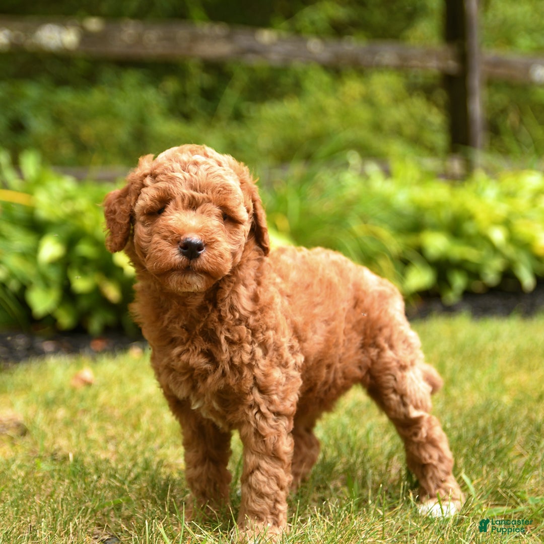 Mini Goldendoodle dogs for sale: Rita - Image 5