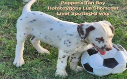 Dalmatian dogs for sale: Peppers Tan Boy - Image 4