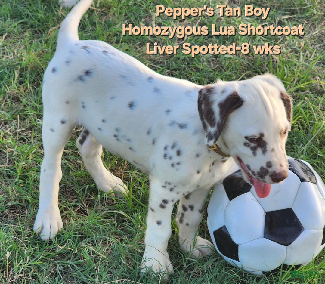 Dalmatian dogs for sale: Peppers Tan Boy - Image 4