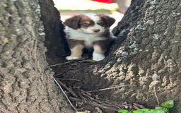 Australian Shepherd dogs for sale: Shai - Image 2