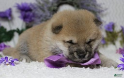 Shiba Inu dogs for sale: Larry - Image 3