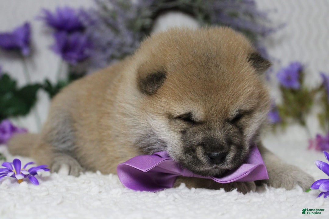 Shiba Inu dogs for sale: Larry - Image 3
