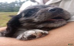 Cocker Spaniel dogs for sale: Oceon - Image 16