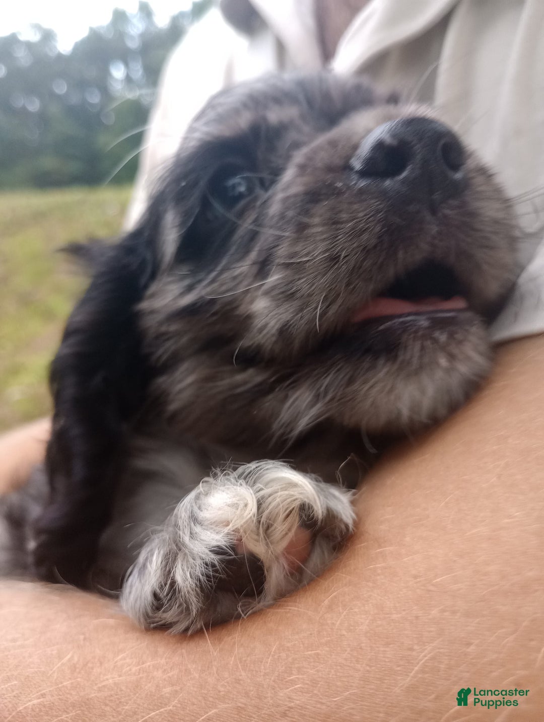 Cocker Spaniel dogs for sale: Oceon - Image 16