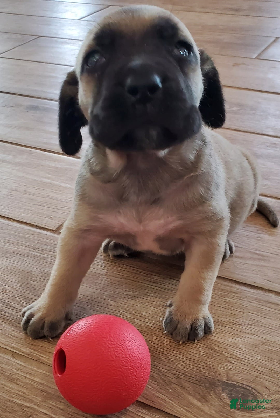 South African Boerboels dogs for sale: Bella - Image 5