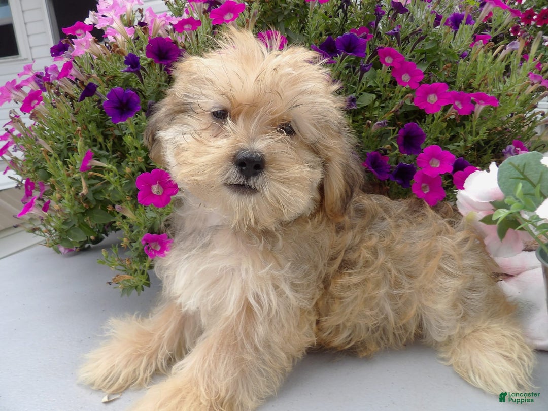 Shorkie dogs for sale: Drew - Image 3