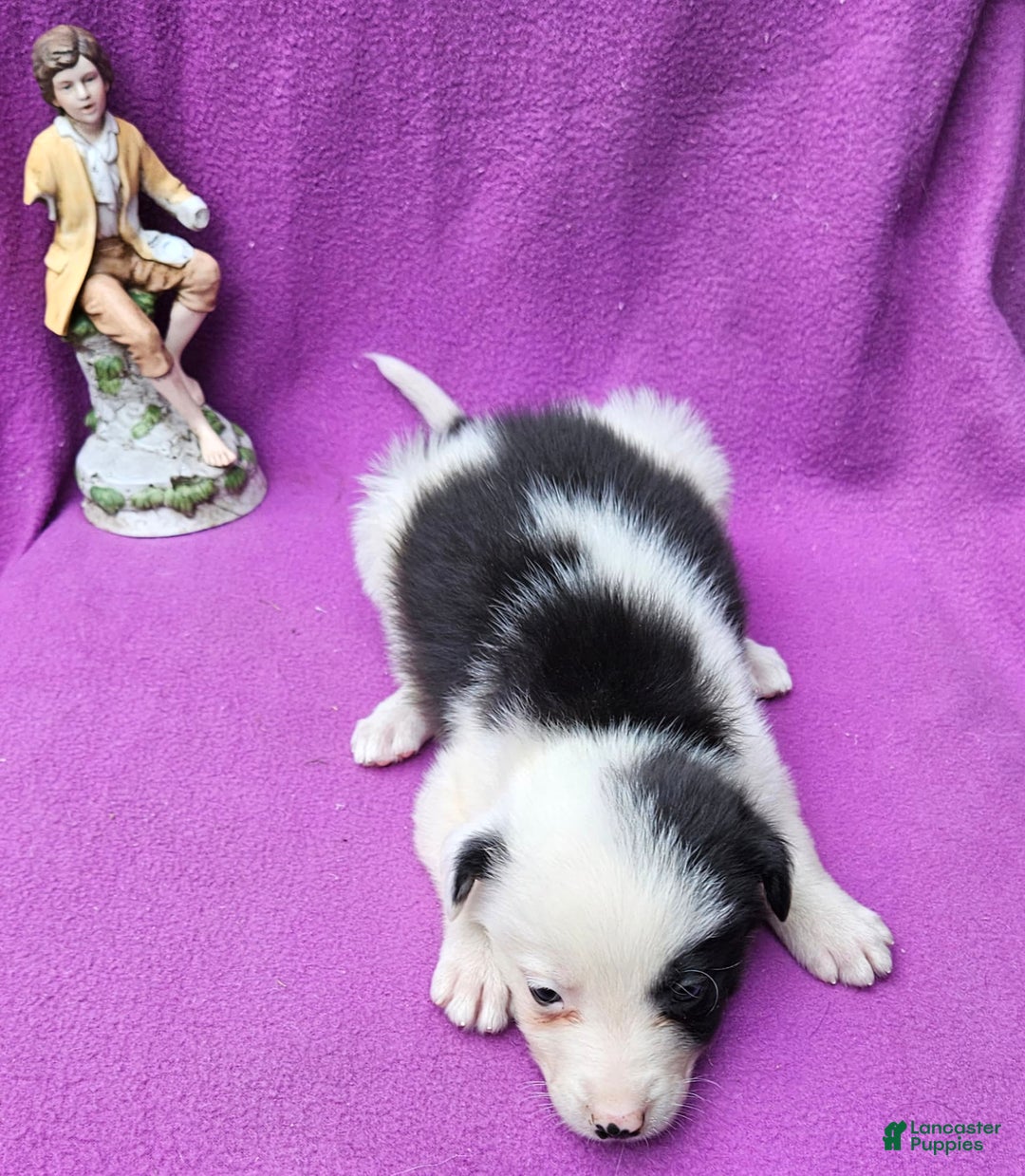 Border Collie dogs for sale: I-dog - Image 33