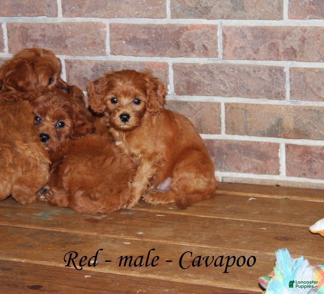 Cavapoo dogs for sale: Red - Image 2