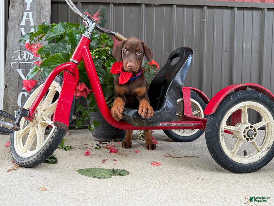 Doberman Pinscher dogs for sale: Marley - Image 3