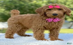 Goldendoodle dogs for sale: Casey - Image 1