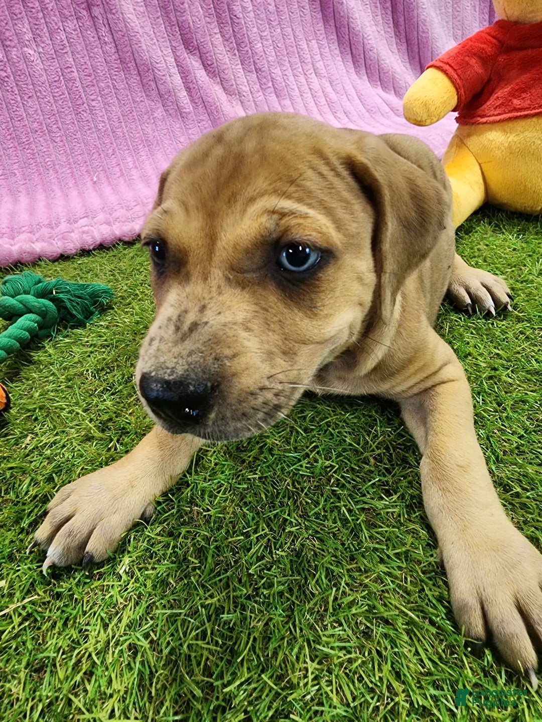 Catahoula Leopard Dog dogs for sale: Duchess 2025 Female 4 - Image 4