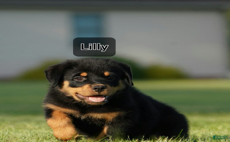 Rottweiler dogs - Advert 40