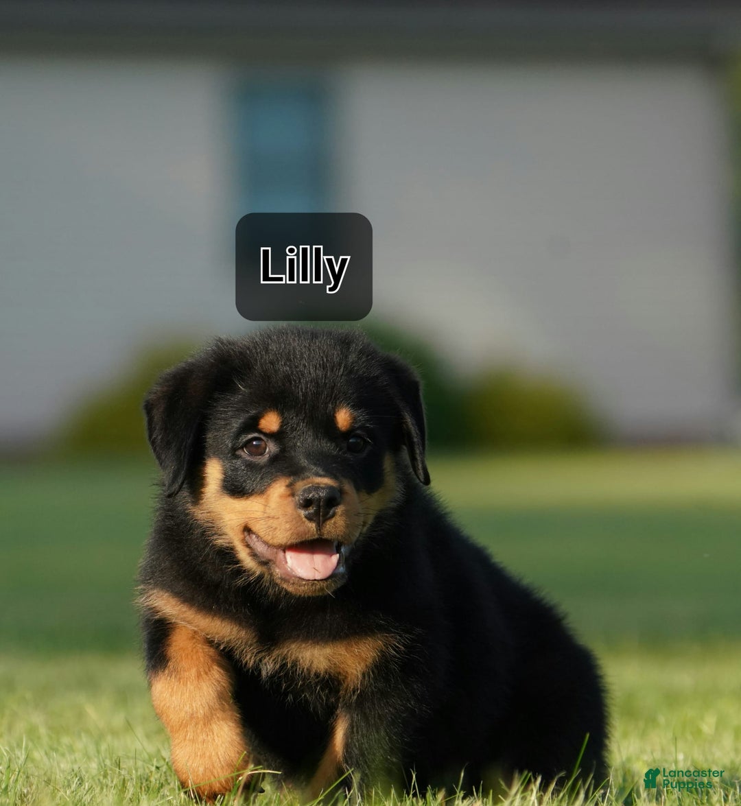 Rottweiler dogs for sale: Lilly - Image 1