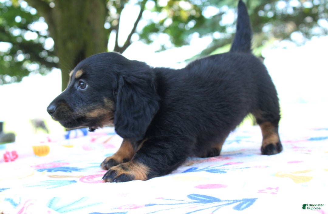 Miniature Dachshund dogs for sale: Mystery - Image 1