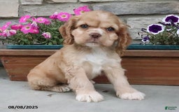 Cocker Spaniel dogs for sale: Oakley - Image 9