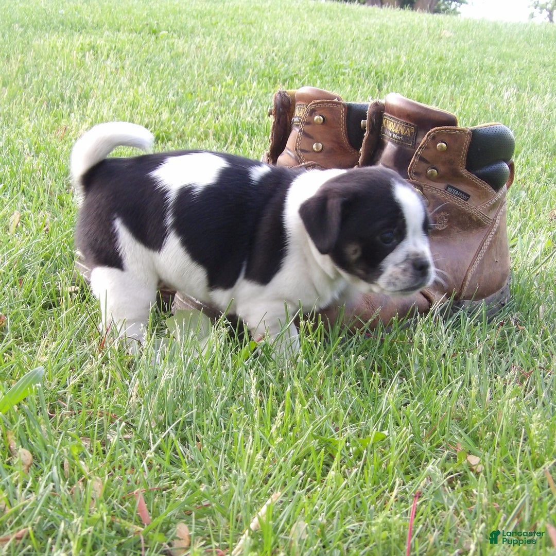 Jug dogs for sale: Darlisa - Image 2