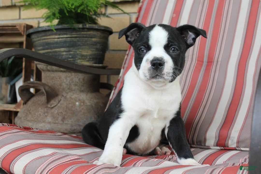 Frenchton dogs for sale: Cadillac - Image 1