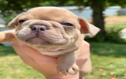 French Bulldog dogs for sale: Azriel - Image 1
