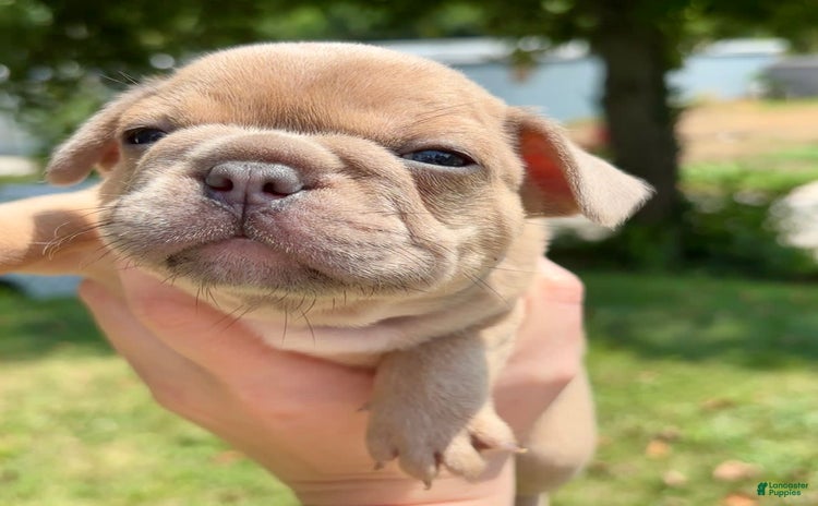 French Bulldog dogs for sale - Ad 4