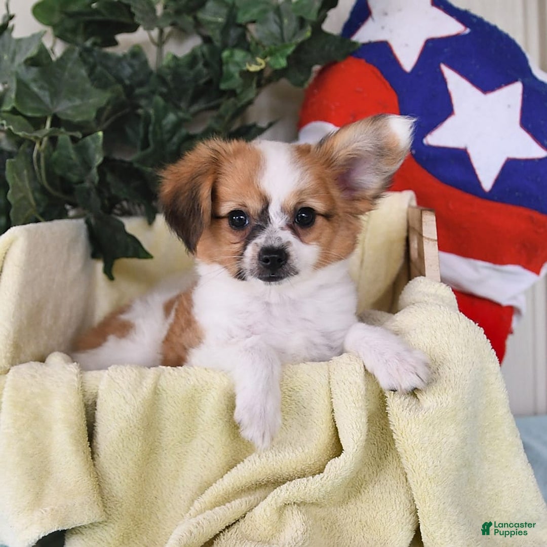 Papillon dogs for sale: Alex - Image 4