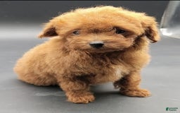 Toy Poodle dogs for sale: Lili - Image 9