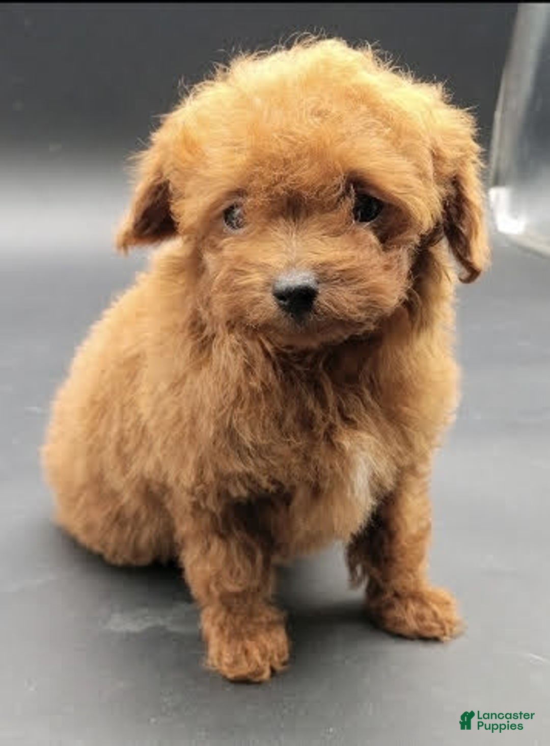Toy Poodle dogs for sale: Lili - Image 9