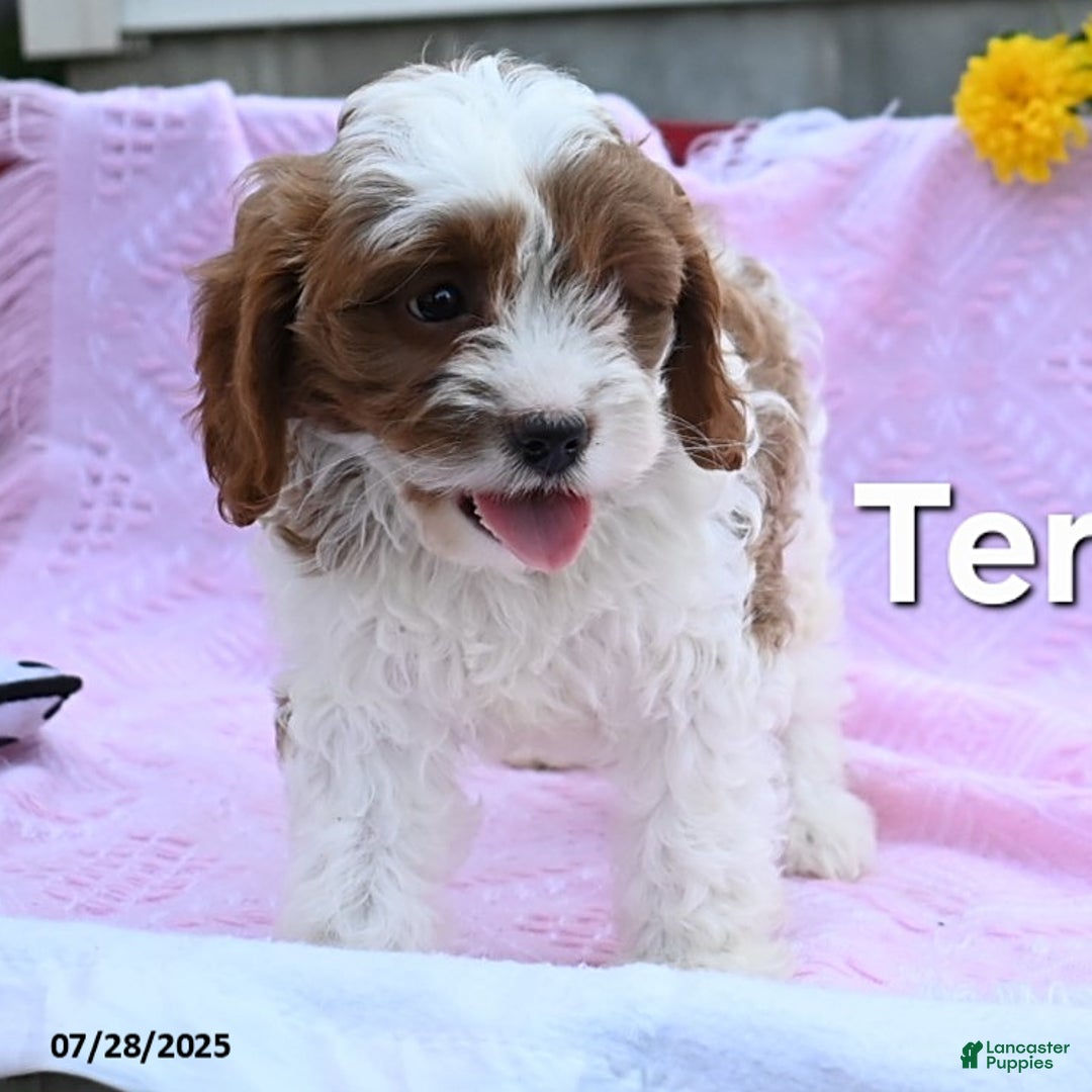 Cavapoo dogs for sale: Teresa - Image 1