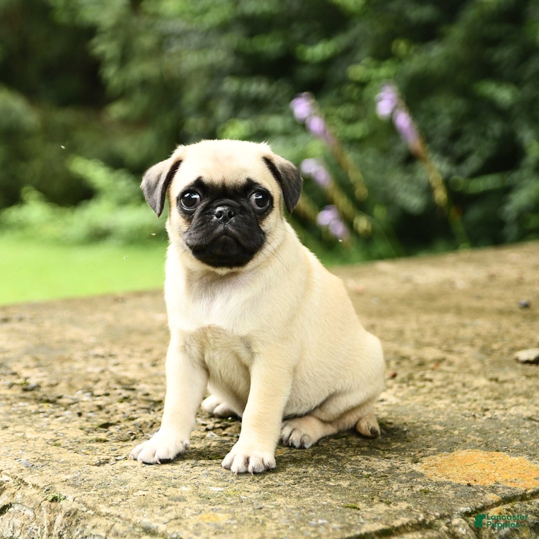 Pug dogs for sale: Jasmine - Image 4