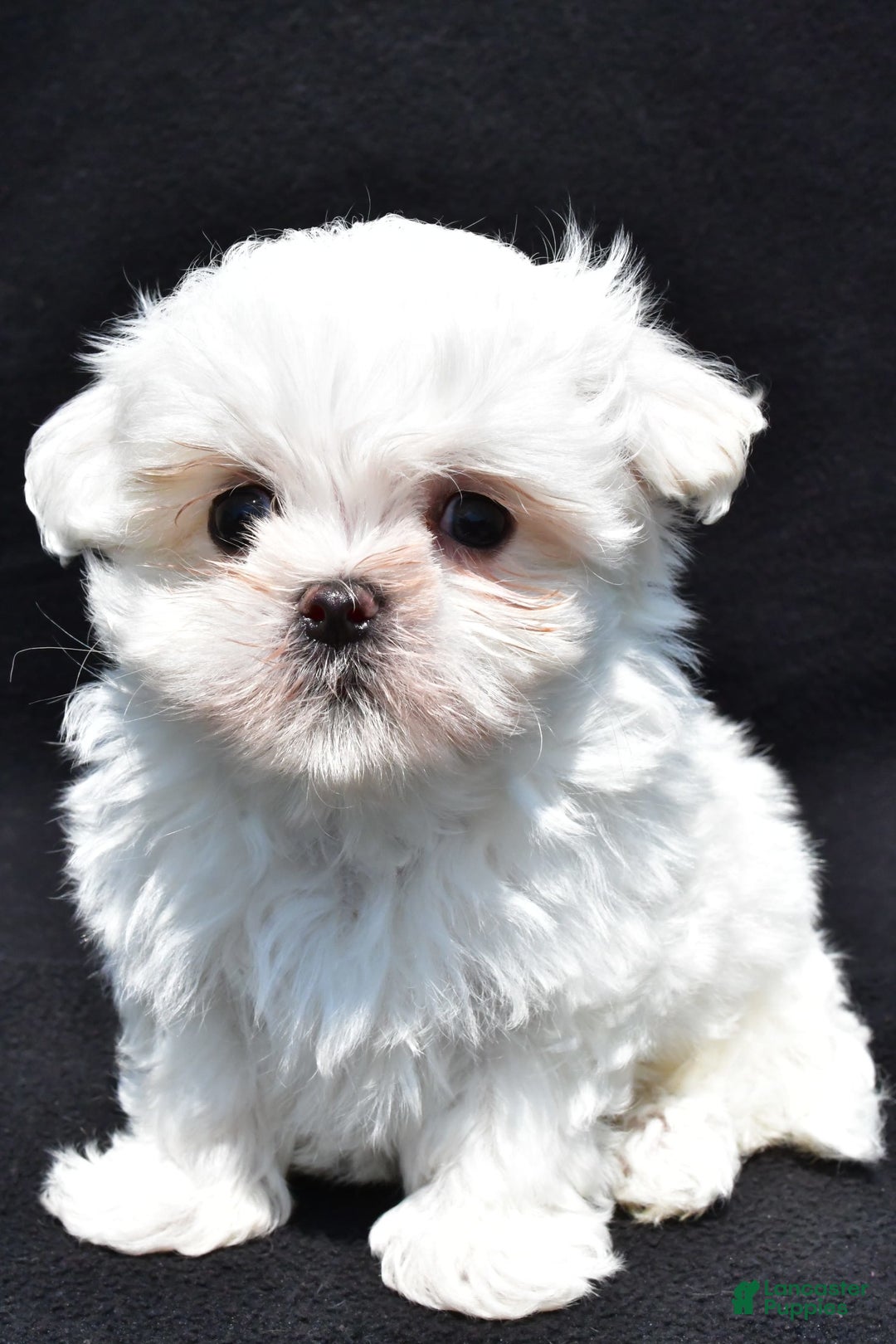 Maltese dogs for sale: Theo - Image 7