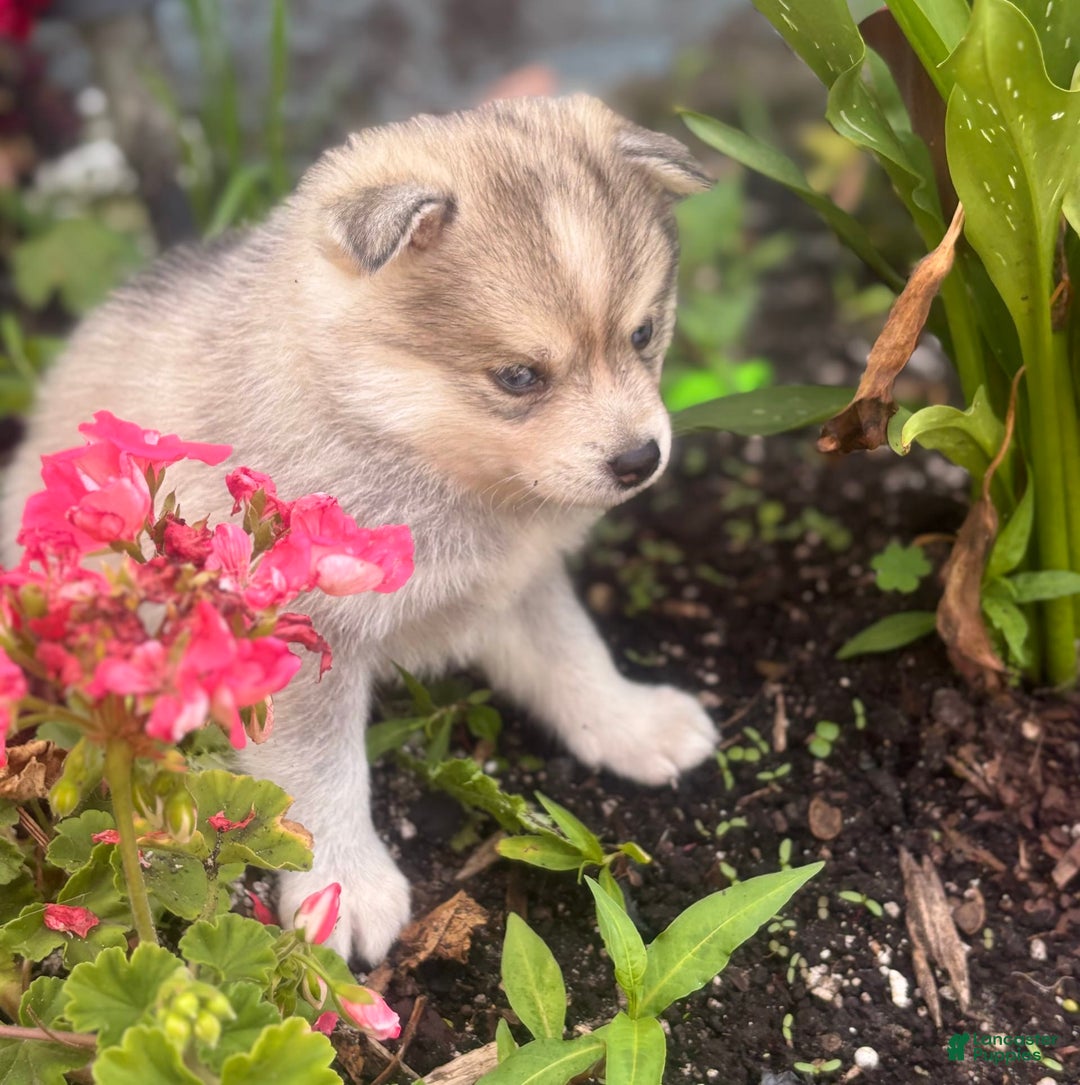 Pomsky dogs for sale: Kanan - Image 13