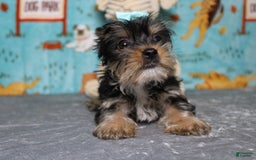 Yorkshire Terrier dogs for sale: Butterfly - Image 2