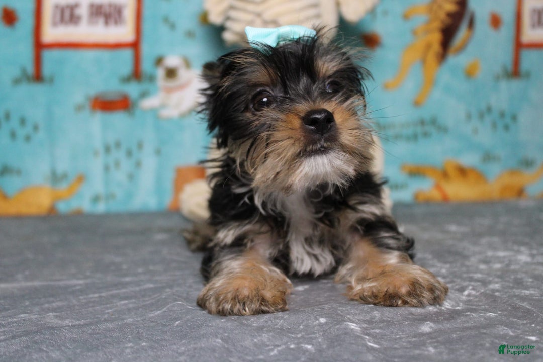 Yorkshire Terrier dogs for sale: Butterfly - Image 2