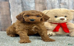 Mini Goldendoodle dogs for sale: Lemon - Image 9