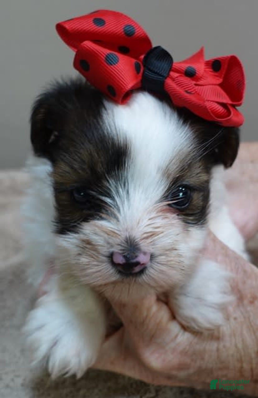 Yorkshire Terrier dogs for sale: Bambi - Image 8