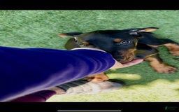 Doberman Pinscher dogs for sale: Jet Euro Championship Line Doberman - Image 2