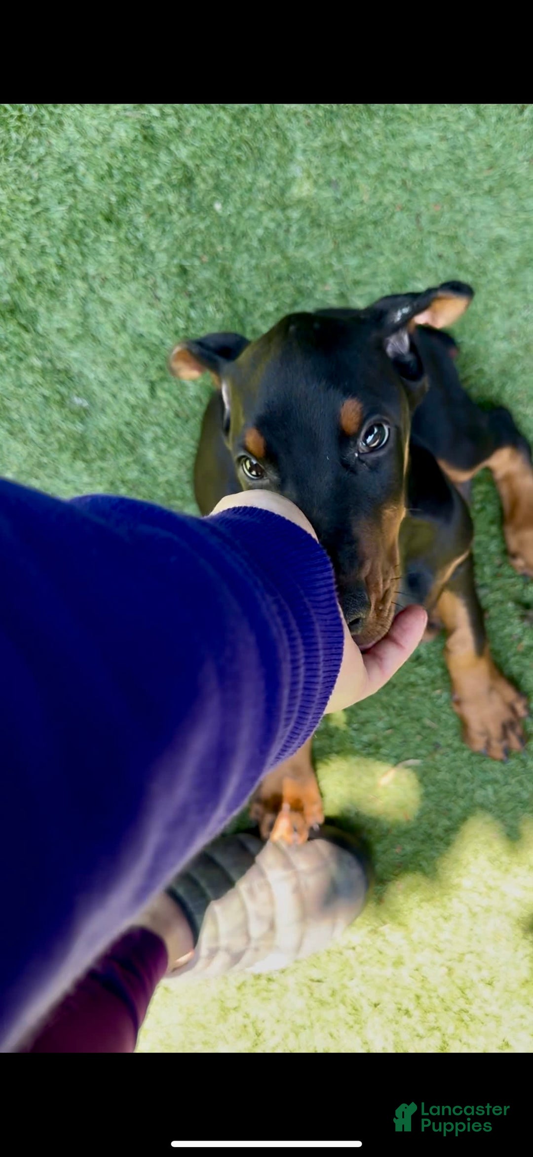 Doberman Pinscher dogs for sale: Jet Euro Championship Line Doberman - Image 2