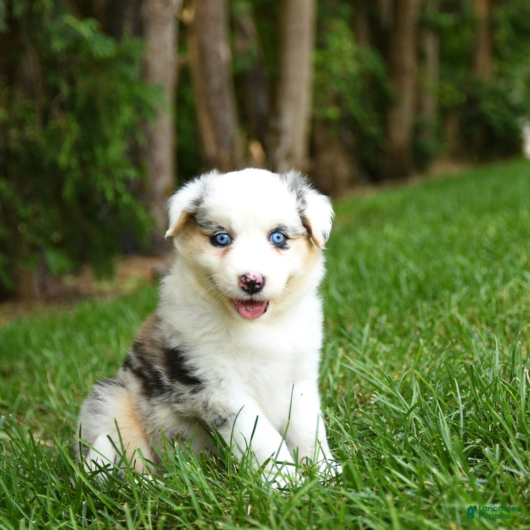 Australian Shepherd dogs for sale: Kracker - Image 3