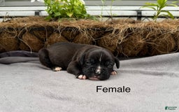 Boxer dogs for sale: Sealed Brindle - Image 3