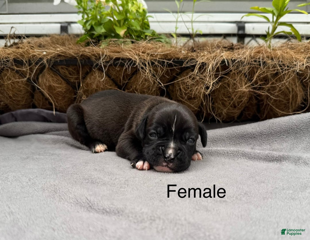 Boxer dogs for sale: Sealed Brindle - Image 3