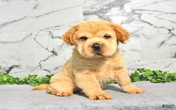 Mini Hippo dogs for sale: Brinley - Image 2