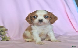 Cavalier King Charles Spaniel dogs for sale: Jasper - Image 4