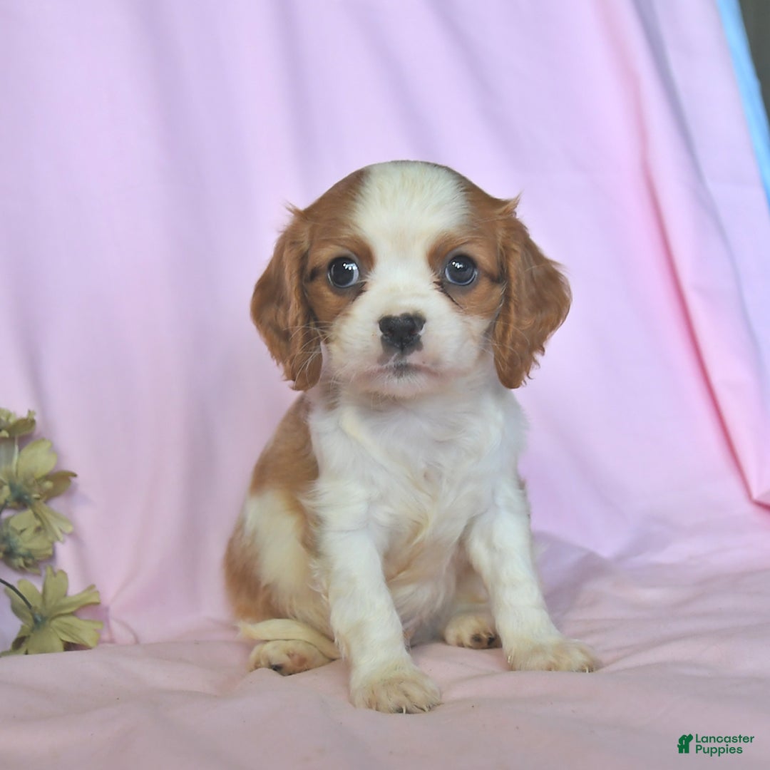 Cavalier King Charles Spaniel dogs for sale: Jasper - Image 4