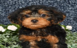 Yorkiepoo dogs for sale: Lucas - Image 6