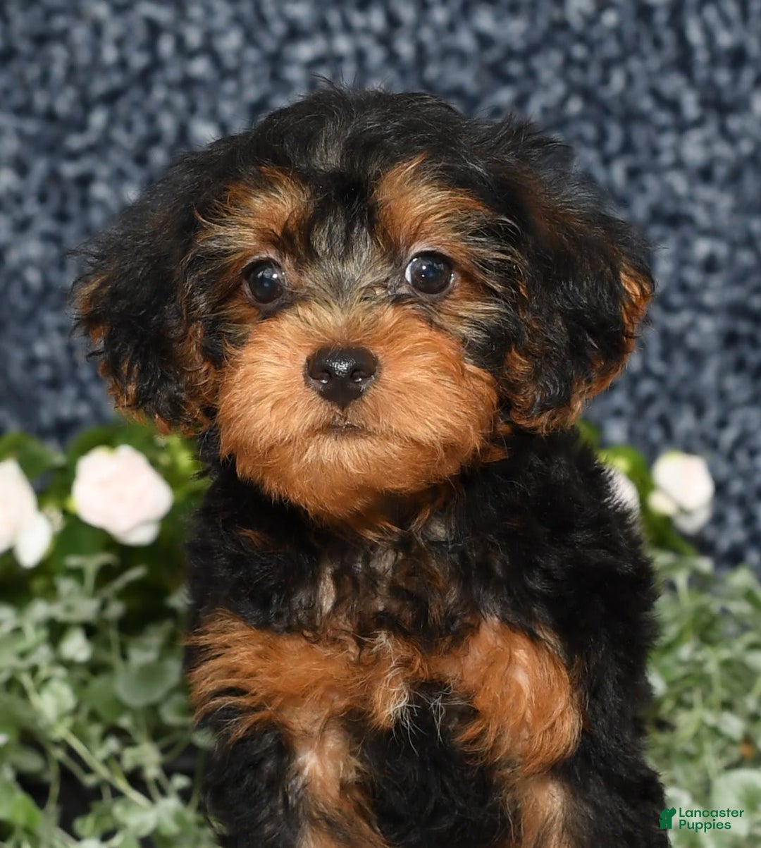 Yorkiepoo dogs for sale: Lucas - Image 6